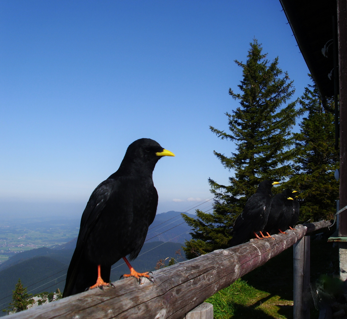 Freche Bergdohlen auf dem Tegelberg wollen gerne was stibitzen