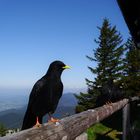 Freche Bergdohlen auf dem Tegelberg wollen gerne was stibitzen