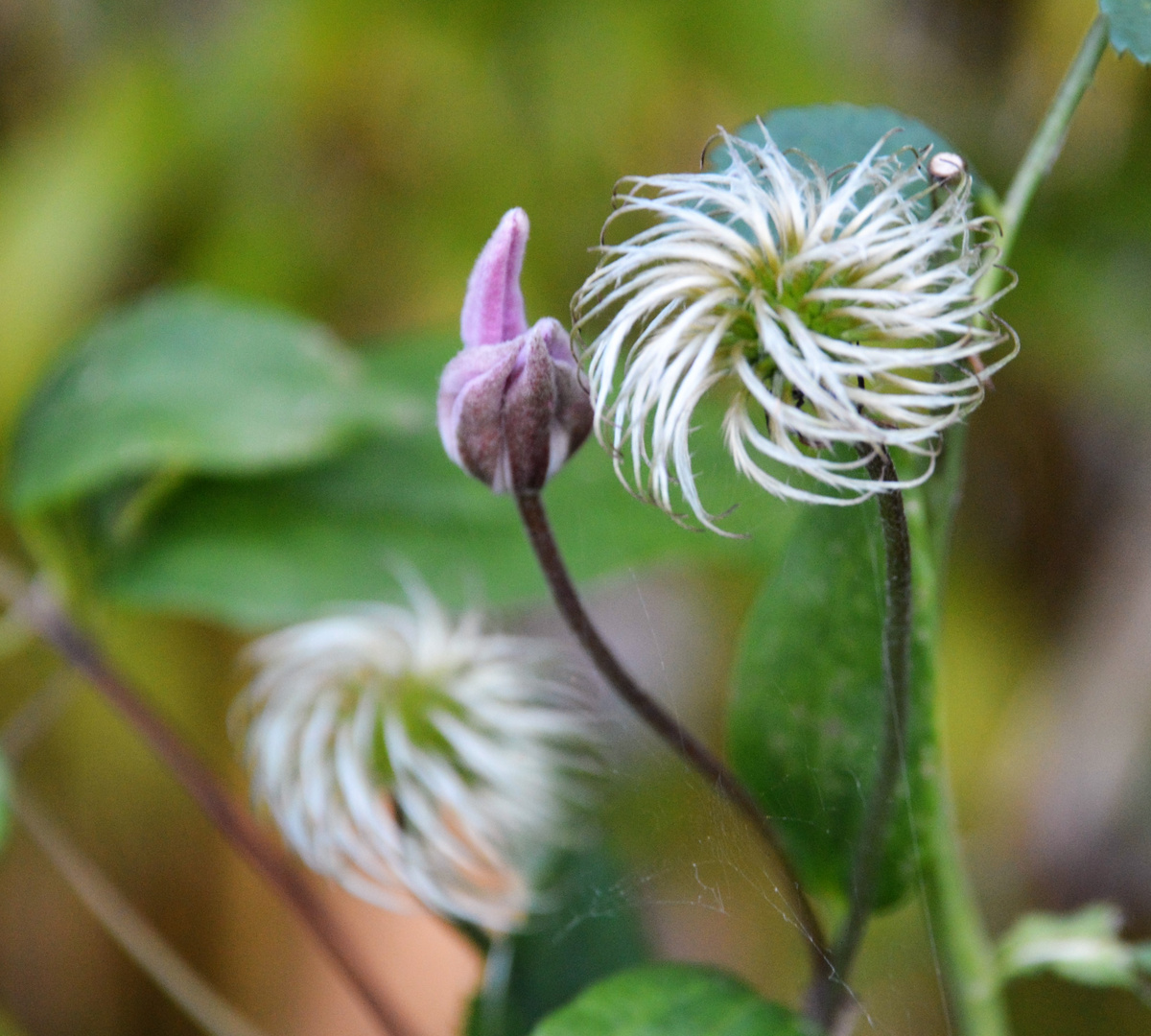 freche clematis zeigt den St...finger :-)