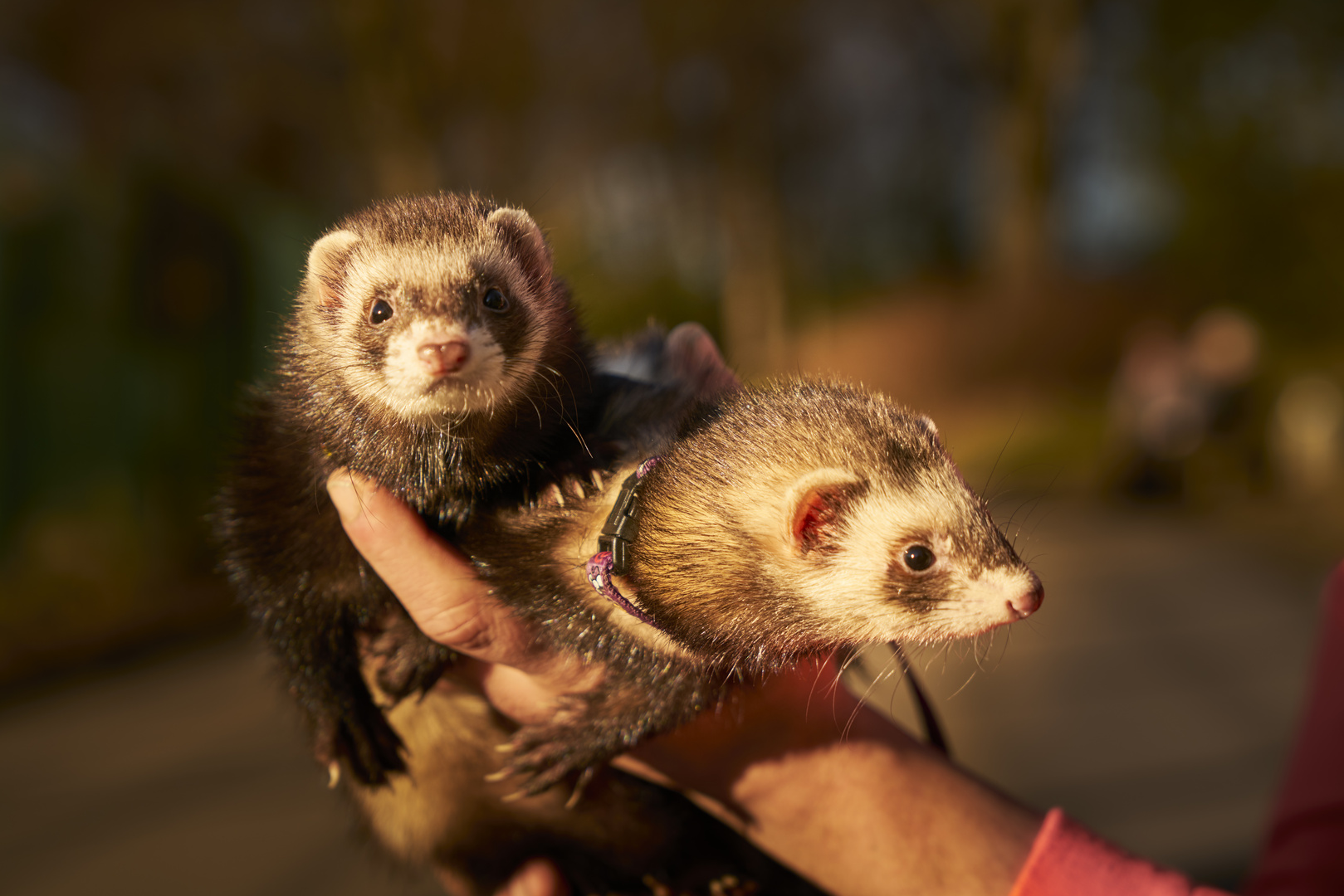 Freche Frettchen Foto & Bild spezial, natur, emotionen Bilder auf