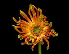 Freche Gerbera