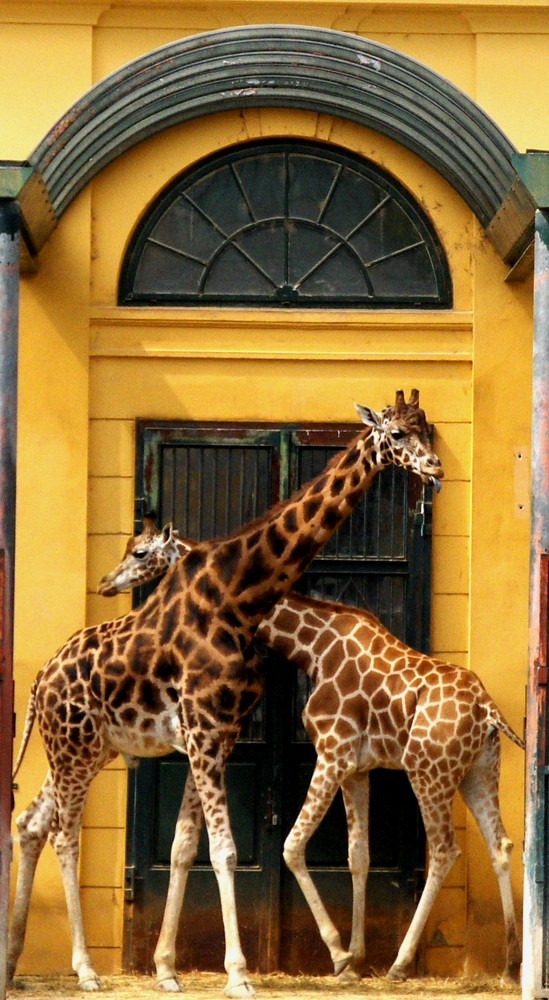 freche Giraffe...;-)