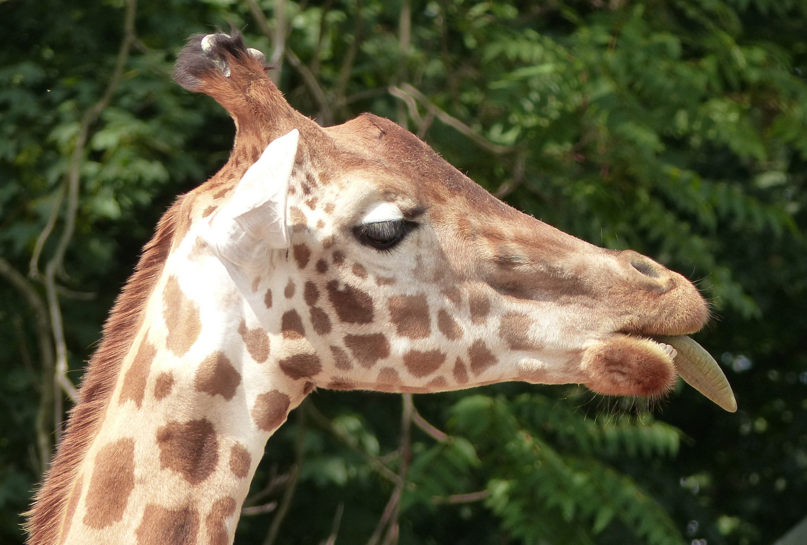 Freche Giraffe 