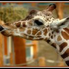 Freche Giraffe