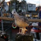 freche Hafenmöwe in Warnemünde