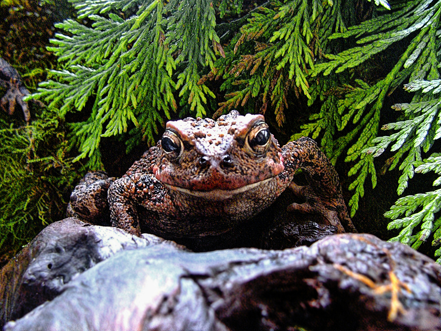 Freche Kröte, den Fotografen angrinsend.  