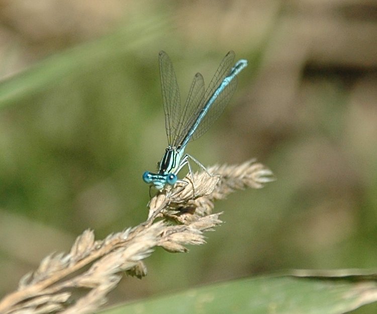 Freche Libelle, vergrüßert.