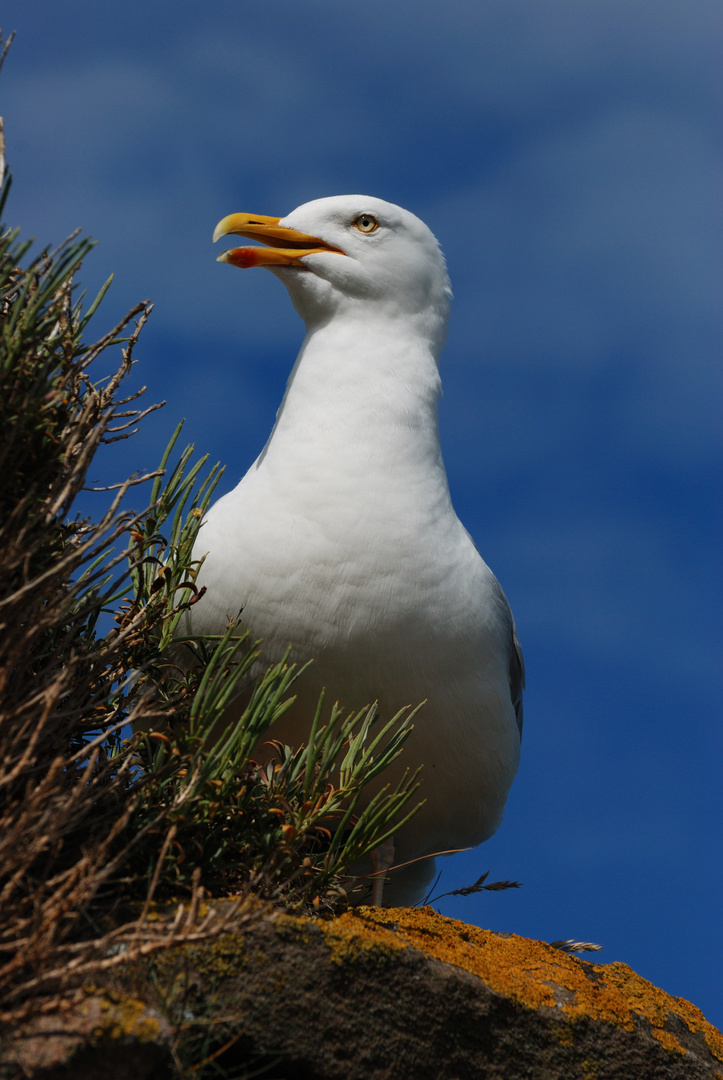 Freche Möwe