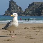 Freche Möwe in Cornwall