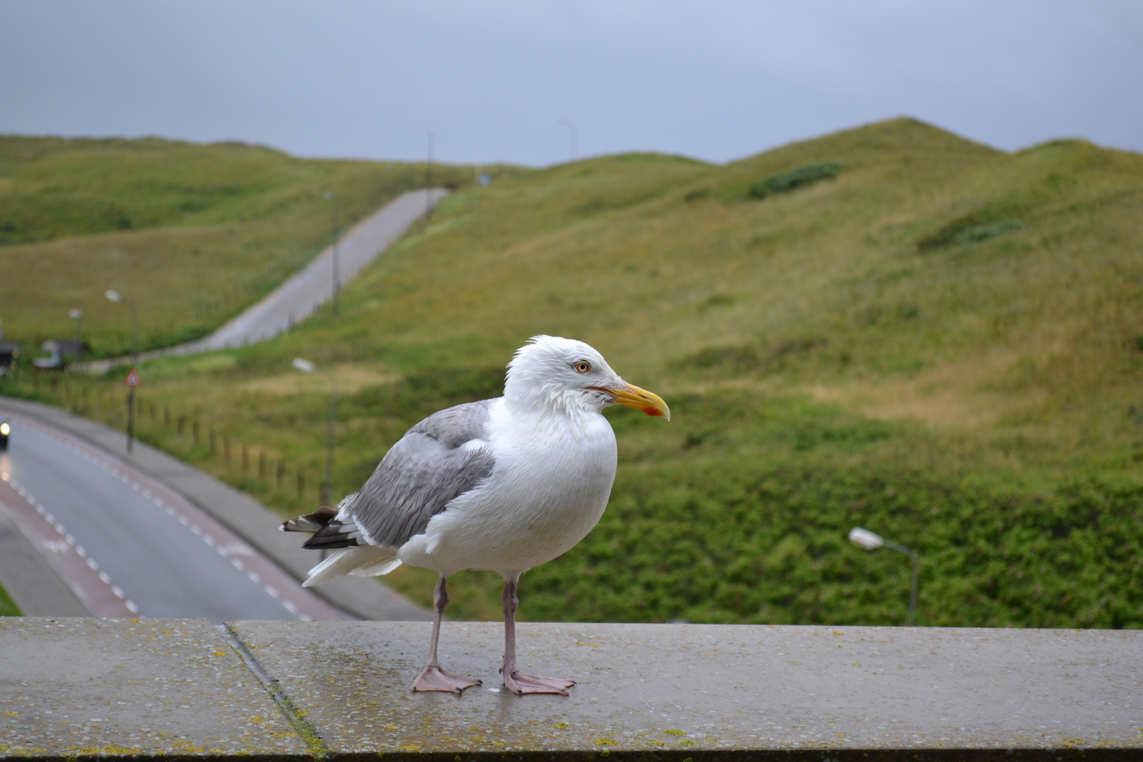 Freche Möwe in Holland