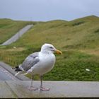 Freche Möwe in Holland