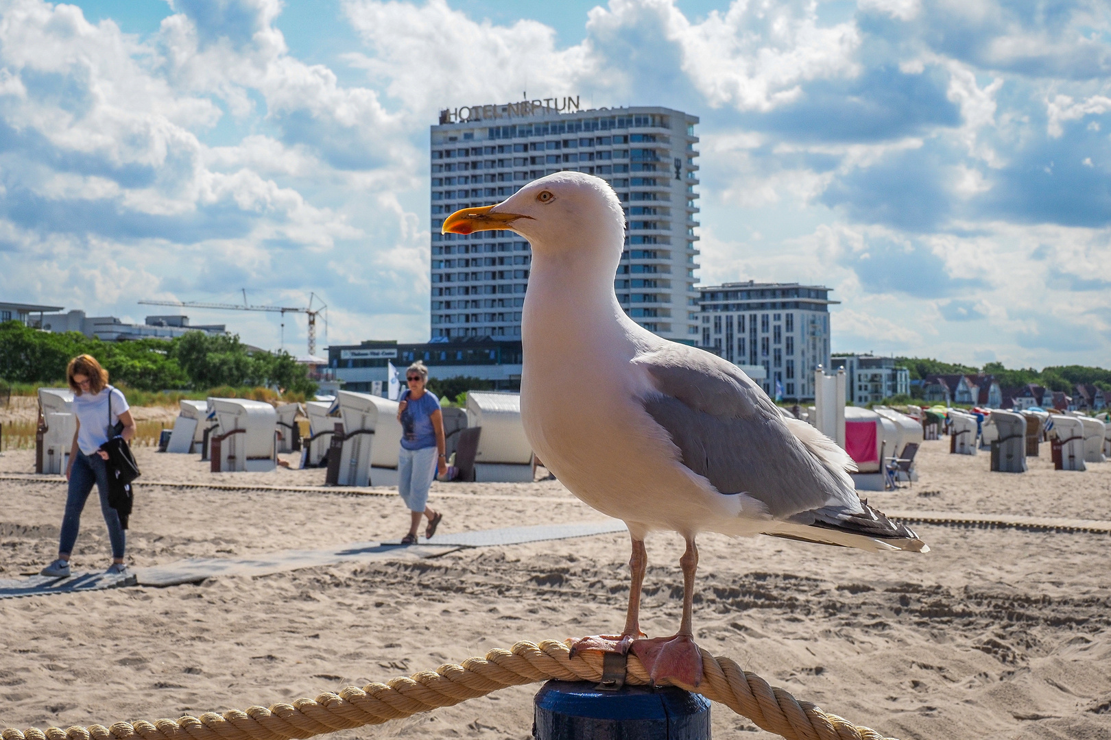 Freche Möwen in Warnemünde