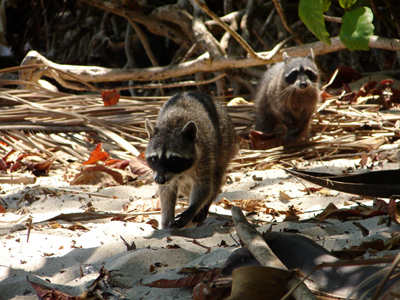 freche Waschbären (Nationalpark Manuel Antonio, Costa Rica)