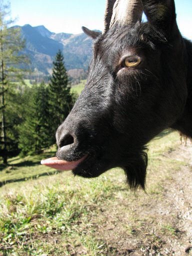 freche Ziege - wild goat in the alps