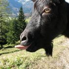 freche Ziege - wild goat in the alps