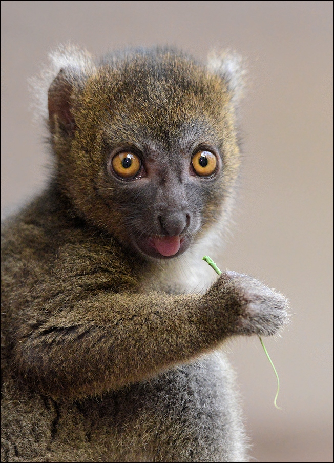 frecher Bambuslemur