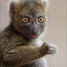 frecher Bambuslemur