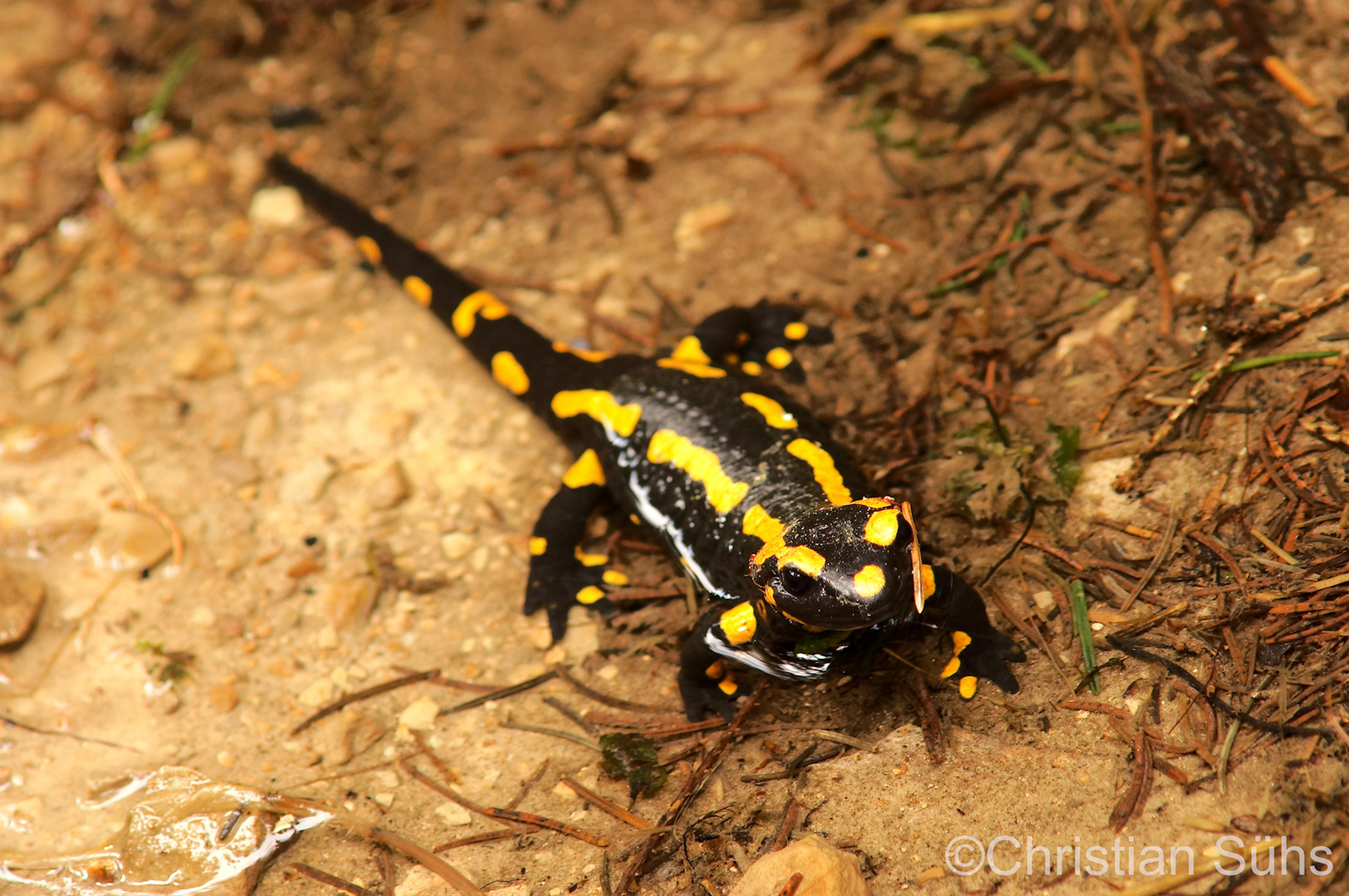 Frecher Feuersalamander