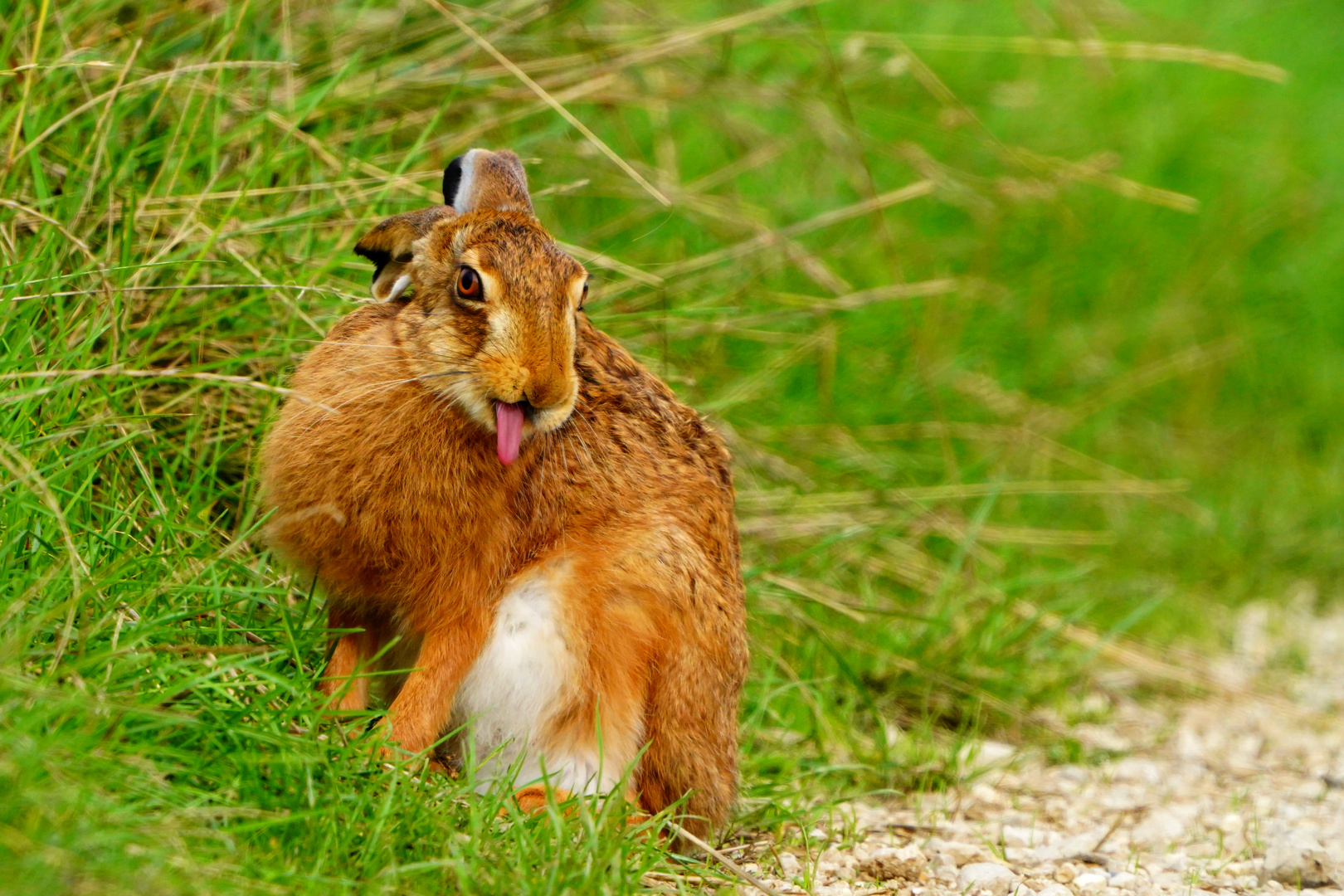 Frecher Hase