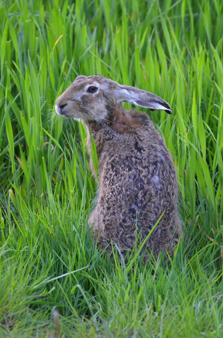 frecher Hase