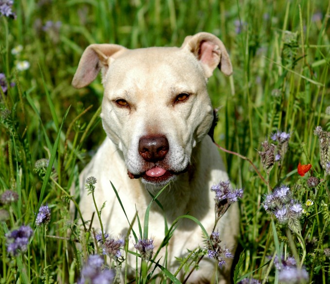 Frecher "Kampfhund"