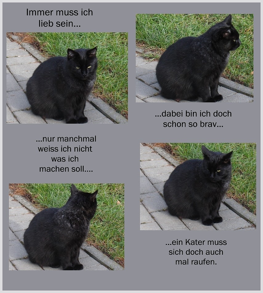 Frecher Kater