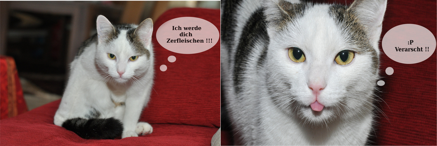 Frecher Kater