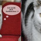 Frecher Kater