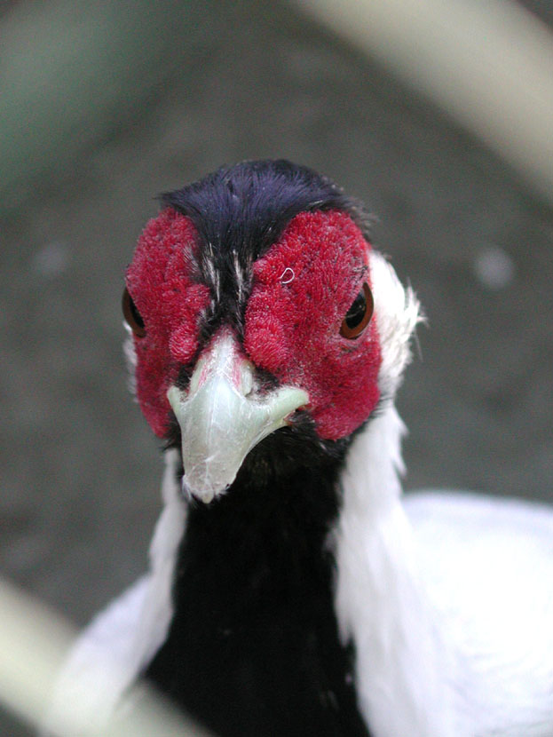 Frecher Kerl im Zoo