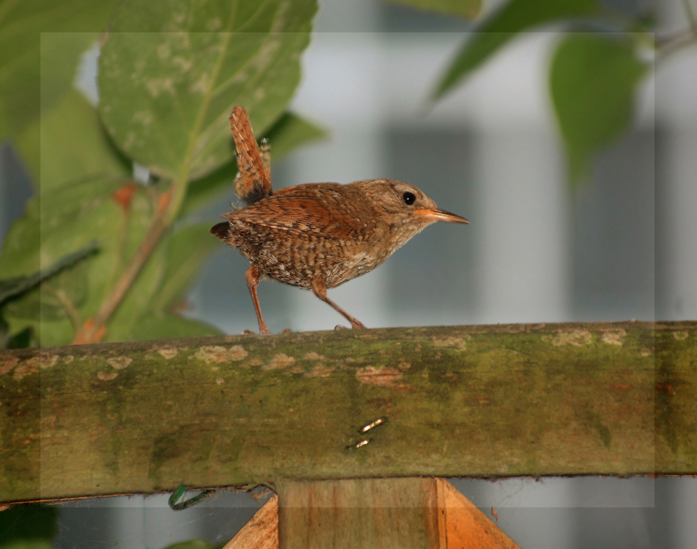 Frecher kleiner Freund in unserem Garten