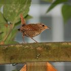 Frecher kleiner Freund in unserem Garten