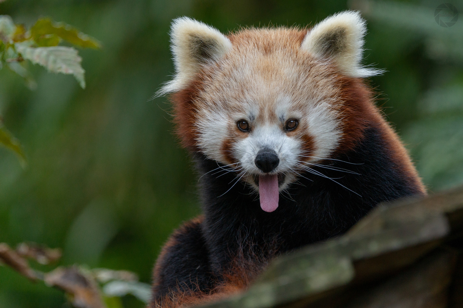 Frecher kleiner Panda