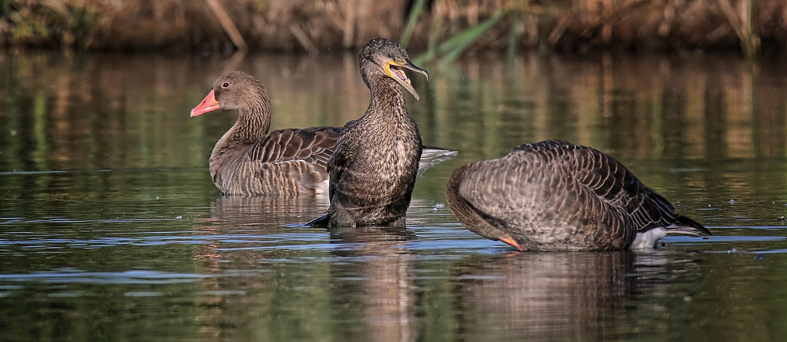  Frecher Kormoran