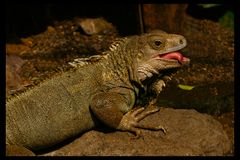 frecher Leguan / insolent Leguan