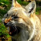 frecher Luchs