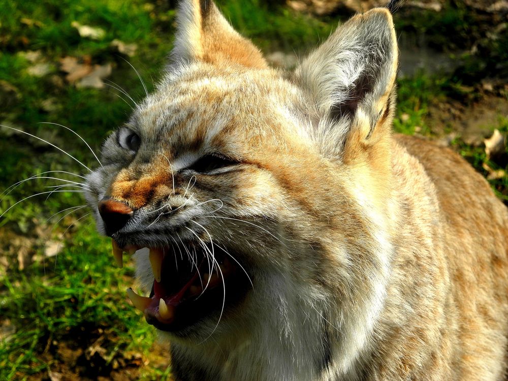 frecher Luchs