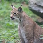 Frecher Luchs