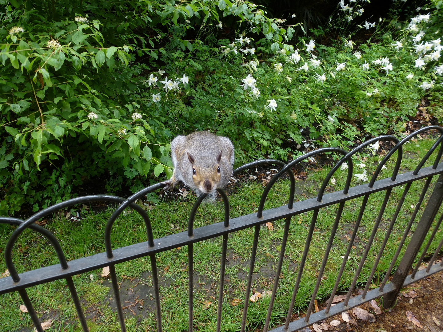 frecher Nager im Hyde Park