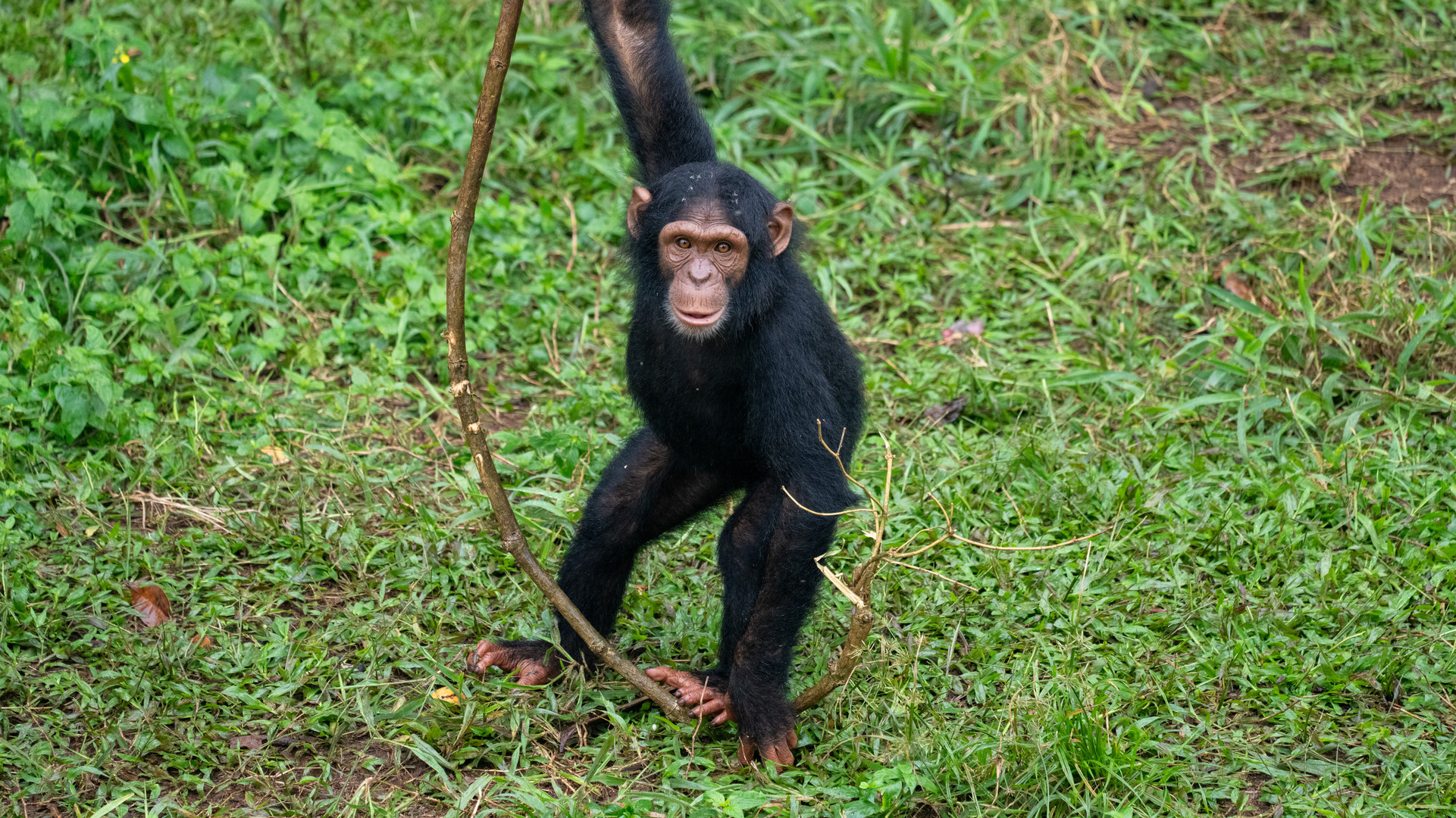 Frecher Schimpanse