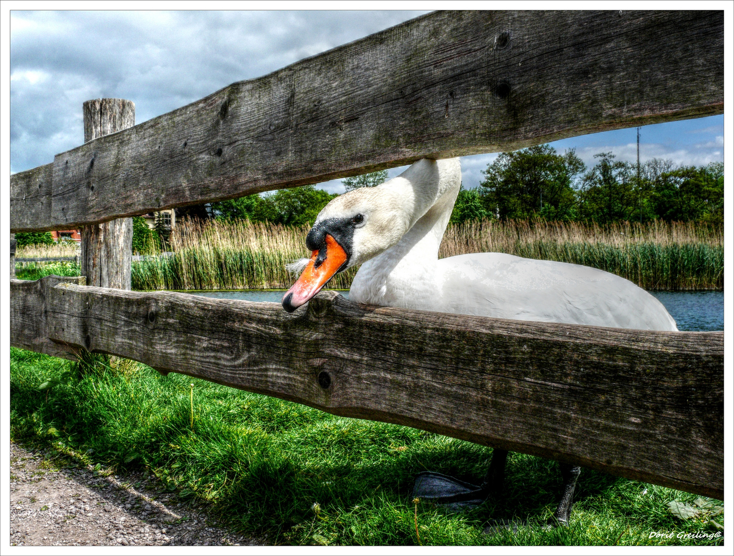 frecher Schwan