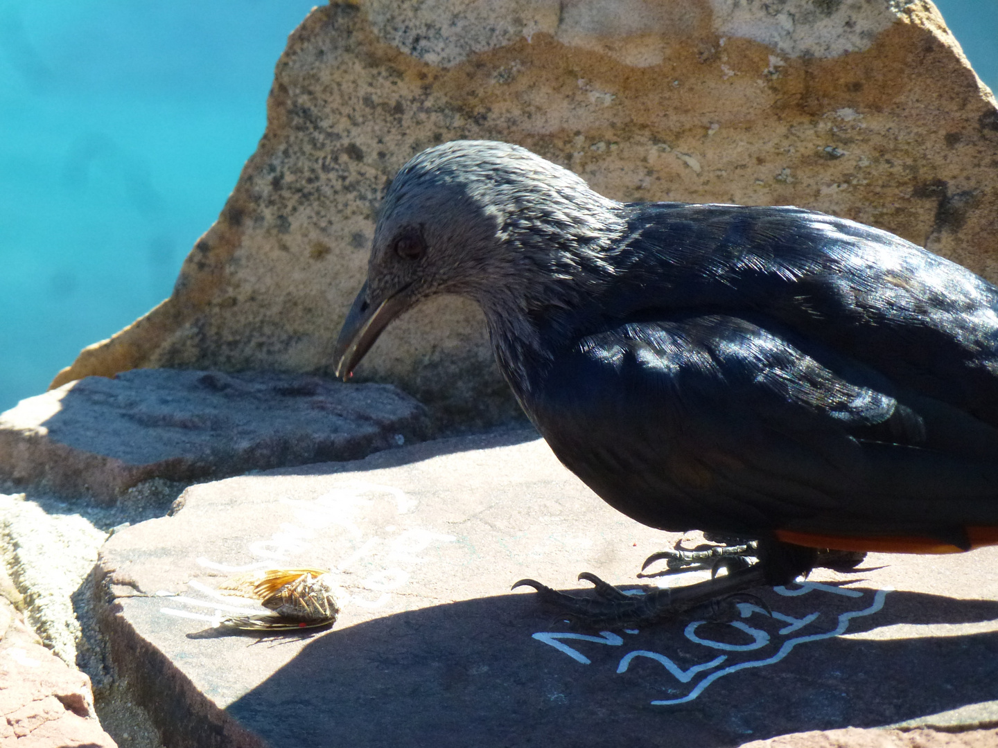 frecher Vogel