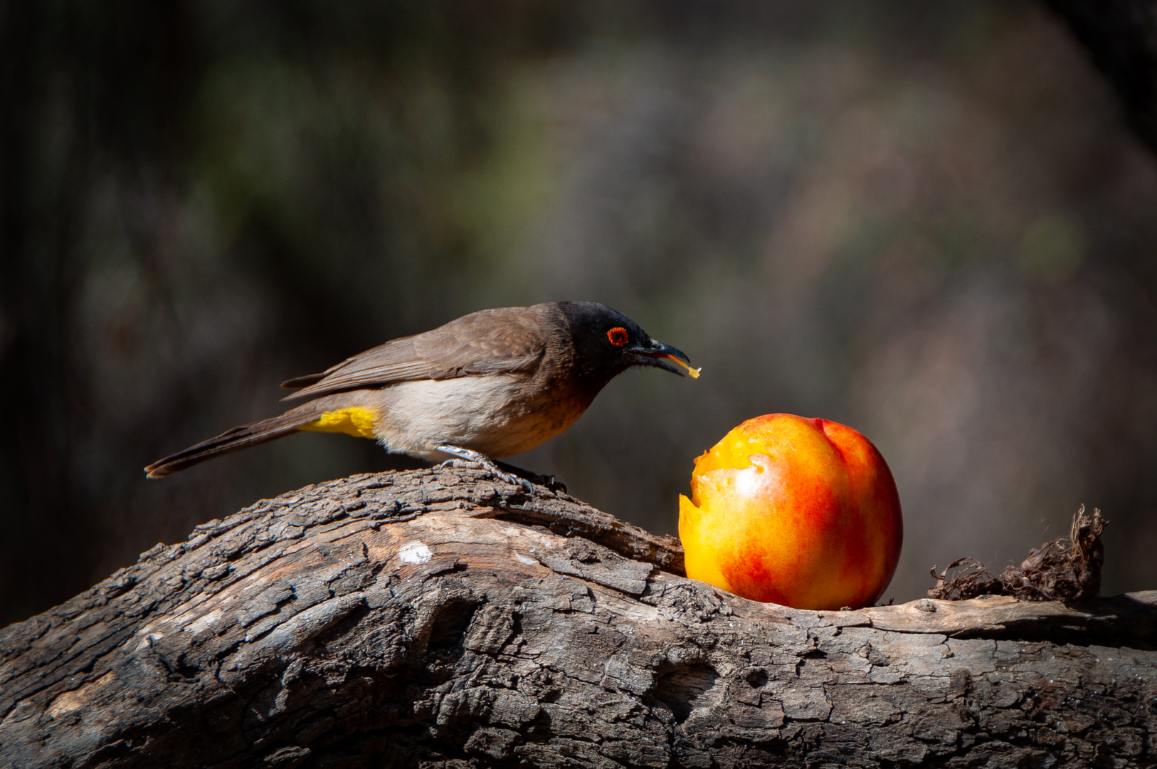 Frecher Vogel