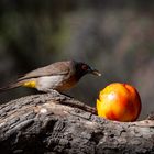 Frecher Vogel