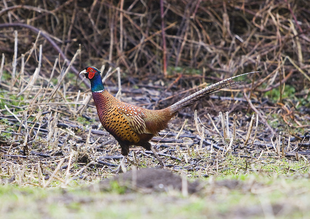 frecher Vogel