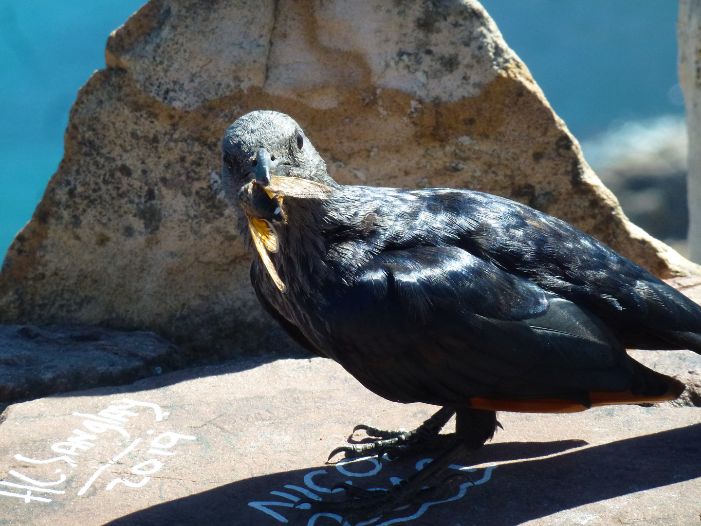 frecher Vogel