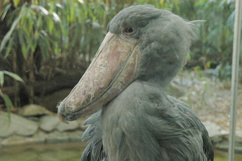 Frecher Vogel im Frankfurter Zoo