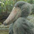 Frecher Vogel im Frankfurter Zoo