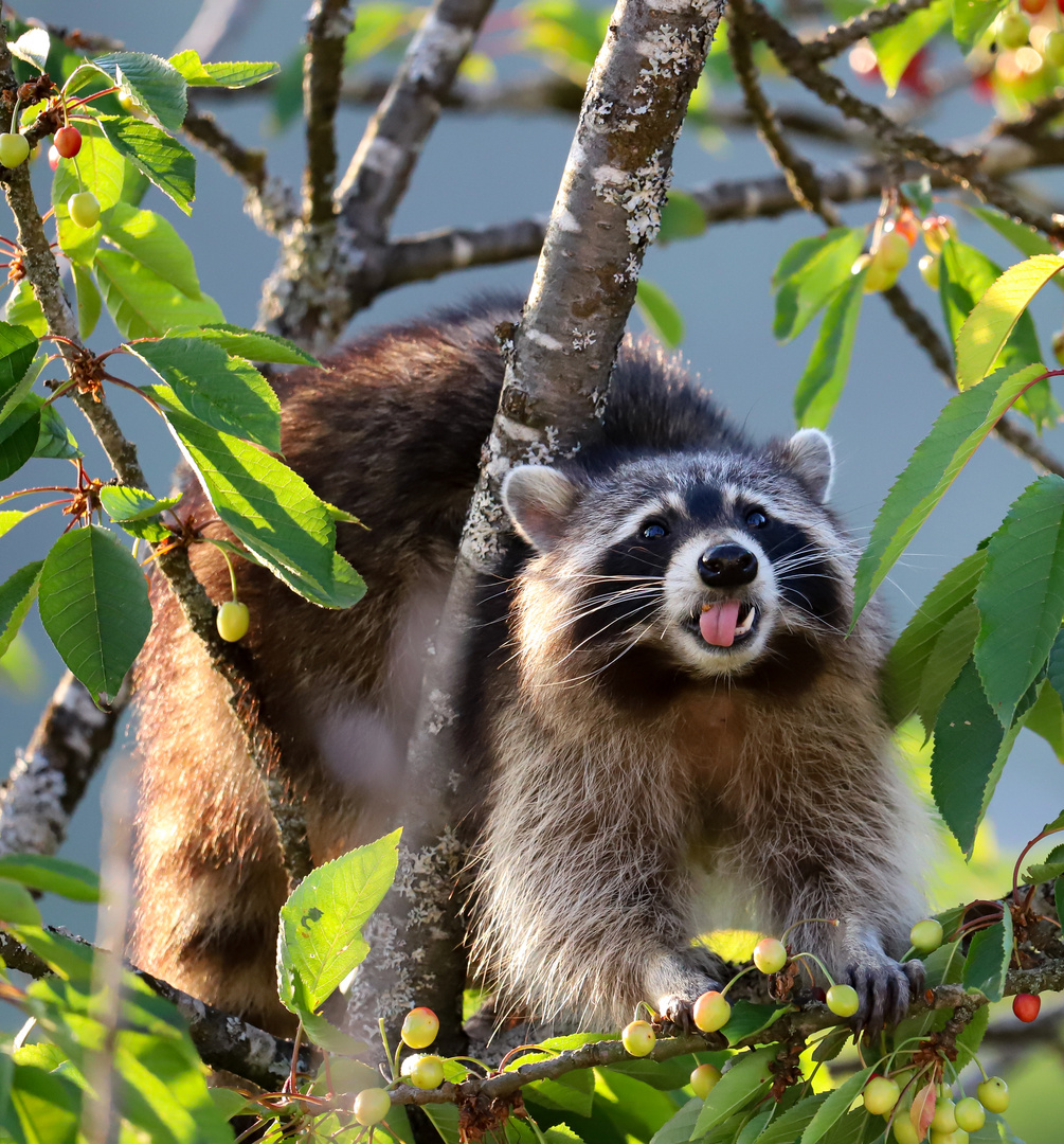 frecher Waschbär 