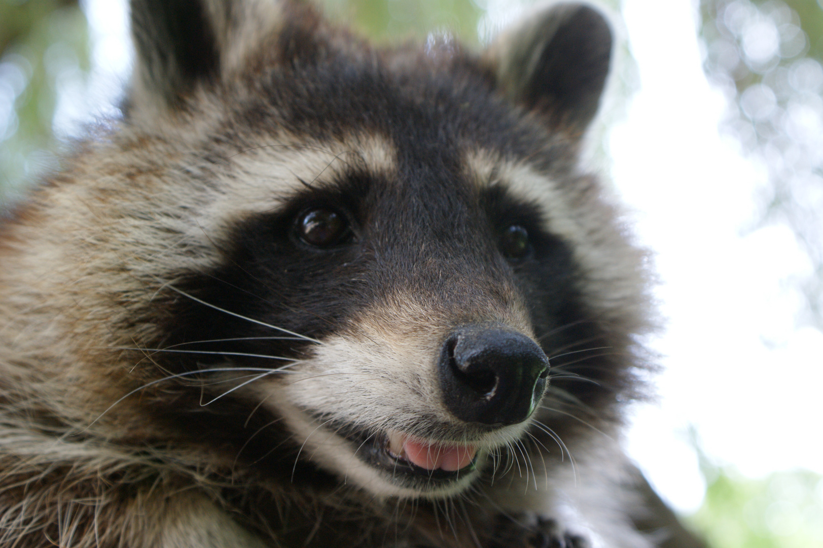 Frecher Waschbär