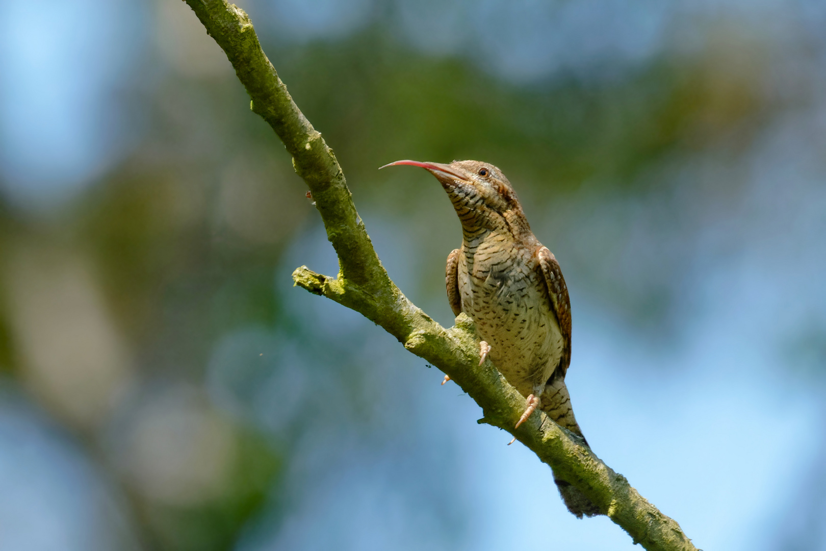 "Frecher" Wendehals  (Jynx torquilla)